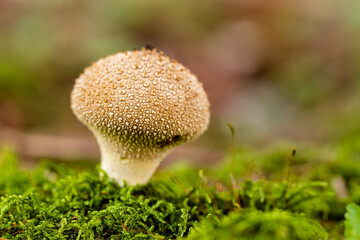 kleiner Bovist auf Moos