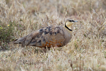 Yellow-throated Sandgrouse - Pterocles gutturalis species of bird in the family Pteroclidae, found in Angola, Botswana, Eritrea, Ethiopia, Kenya, Namibia, South Africa, Tanzania, Zambia, and Zimbabwe