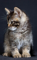 Tricolor domestic kitten looking aside on the black background