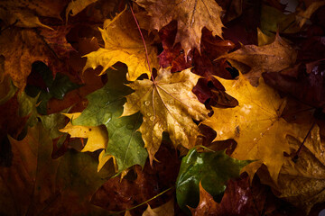 Colorful Autumn leaves with rain drops on them.