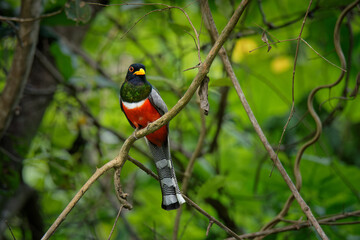 Elegant Trogon - Trogon elegans called Coppery-tailed., bird ranging from Guatemala in the south as far north as New Mexico, red black and green bird in the forest, beautiful detail, looking around - 460517437
