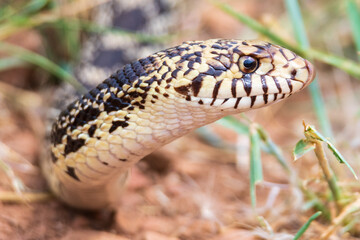 
Closeup of a bullsnake in the grass.
