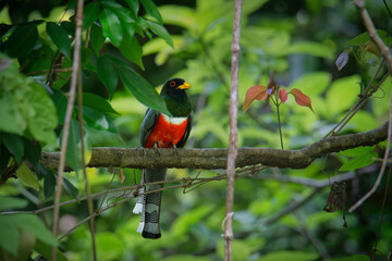 Elegant Trogon - Trogon elegans called Coppery-tailed., bird ranging from Guatemala in the south as far north as New Mexico, red black and green bird in the forest, beautiful detail, looking around