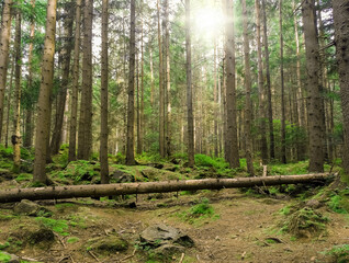 Fototapeta premium Beautiful coniferous wild forest and sun rays