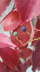 red berries on a branch