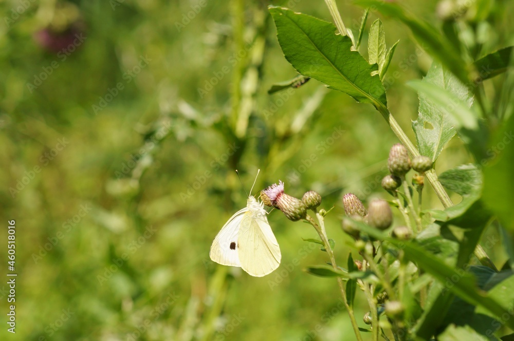 Poster a white butterfly on a green background. insects in nature.