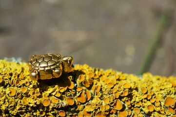 A small figurine of a metal turtle. An esoteric symbol.