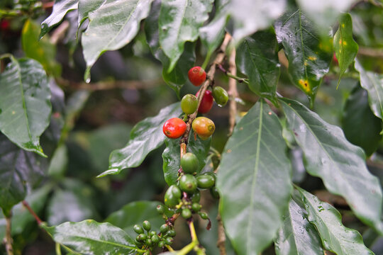 coffee beans, green and red, on the tree in the morning