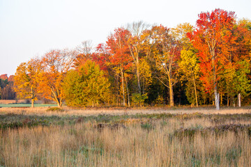 Obraz premium Colorful Wisconsin leaves to mark the beginning of a autumn