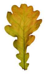 Brown oak leaf isolated on a white background.