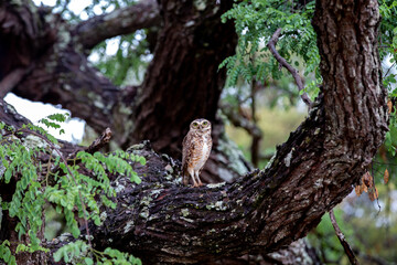 Burrowing owl alone on the branch of the tree in the cerrado biome