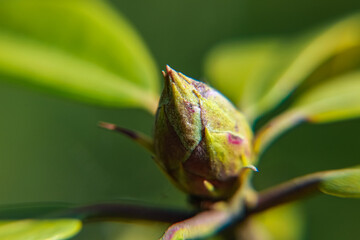 Rododendron in springtime
