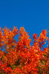 Colorful maple tree leaves to mark the start of a Wisconsin fall