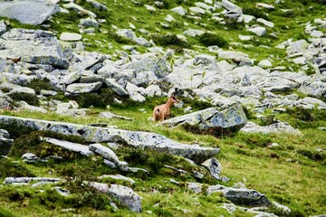 Retezat Mountains - Romania