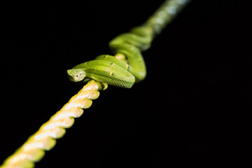 Poisonous snake perched on a yellow handrail