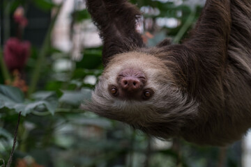 Close-up of a sloth face down