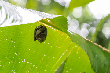 Hidden bat hanging under a banana leaf. Refuge from the rain