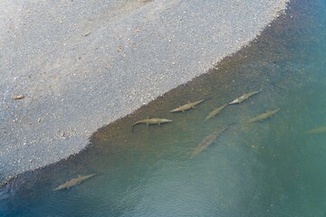 Aerial view of crocodiles on the bank of a river