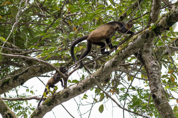 Female howler monkey with her young in the trees of Costa Rica