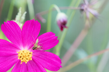 Spider hunting on a pink flower