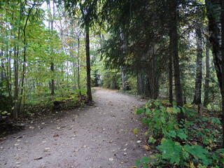 Obraz premium path in the forest