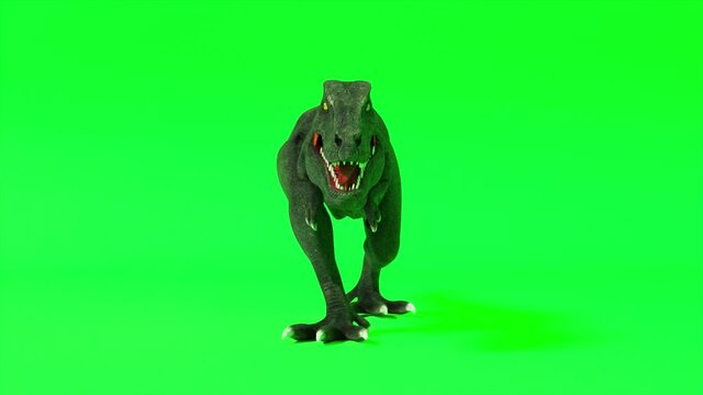 Tyrannosaurus dinosaur species. Walking tyrannosaurus. Green screen chromakey. Seamless loop 3d render