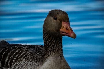 goose on water