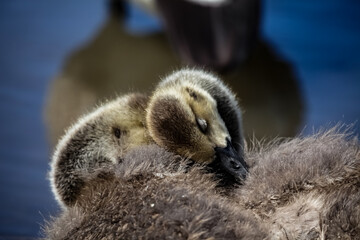 Goose baby