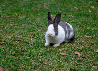 кролик жующий траву в городском парке