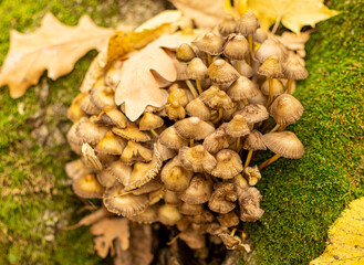 a family of mushrooms false honey mushrooms growing on a tree