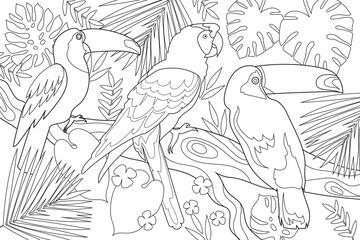 Linear illustration for coloring. A tropical forest. Nature, jungle and plants. Antistres сoloring book. Birds on a branch. Vector EPS 10.