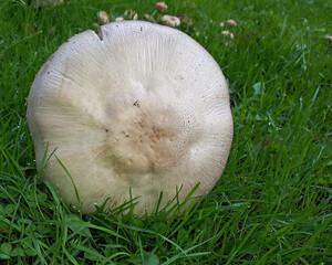 Umgekippter Pilz auf einer Wiese Agaricus cf Sect. Arvensis