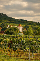 clock tower in a small town in the Czech Republic, vineyard, beautiful Czech landscape, grape harvest, hills in southern moravia in perna