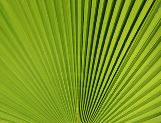 Obraz premium Nature in summer - Closeup on the leaves of a palm tree - Tropical flora 
