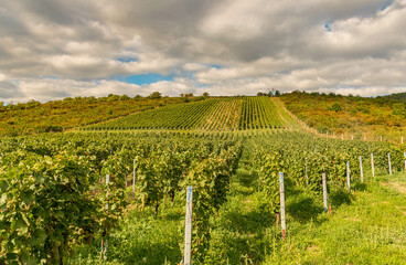 Fototapeta na wymiar grapevine field, vintage in czechia, green grapevine field, czech landscape in moravia