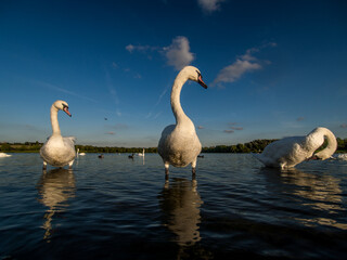 swans on the lake