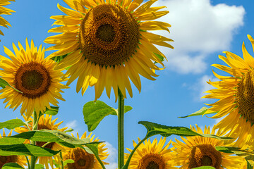 Beautiful sunflowers in the field natural background, blooming sunflower in the form of the sun...