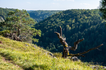 Trees and rocks in the Altmuehl valley in the warm afternoon sun