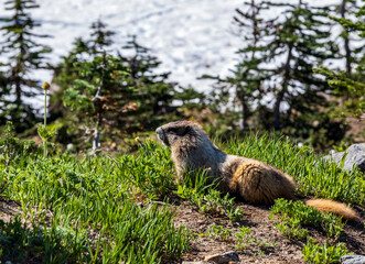 hoary marmot in its natural habitat in Mt.Rainier National Park in Washington state.