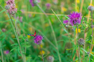 butterfly in thistle