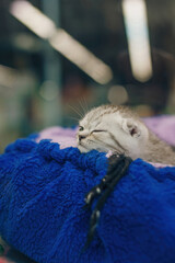 Little grey striped kitten sleeping in blue cat lounger in pet shop. Domestic animals care concept.