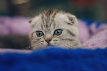 Close up shot of little kitten on blue background. Cat headshot, portrait of grey striped mammal, cute pet.