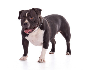 Portrait of american bully dog in a studio