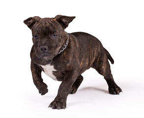 Portrait of american bully dog in a studio