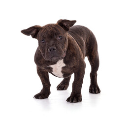 Portrait of american bully dog in a studio