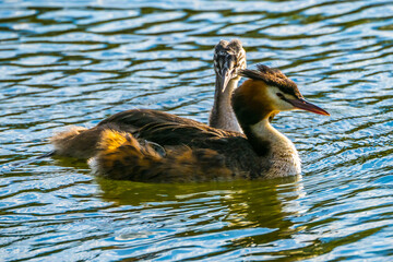 Great crested grebe with nestling on lake, close up shot