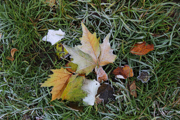 Fallen leaves of autumn trees on the grass covered with frost