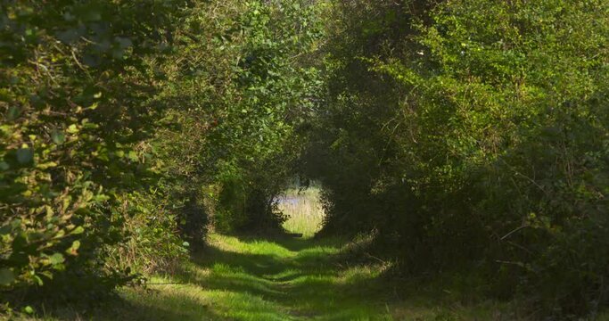 Secret secluded forest path green tree leaves tunnel overhead