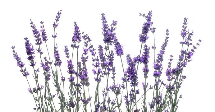 Lavender flowers in field isolated on white background and texture, clipping path
