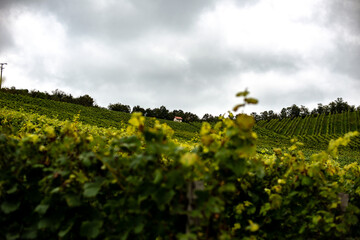 Fototapeta na wymiar View of an autumn vineyard near Ipsheim before the grape harvest